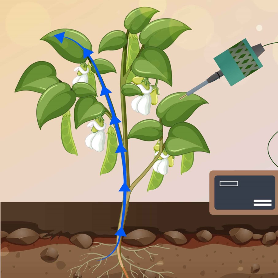 Novel Biosensor Allows Real-Time Monitoring of Sucrose Uptake in Plants