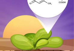 How Plants Survive Drought: The Unsuspected Role of Myosin XI in Guard Cells