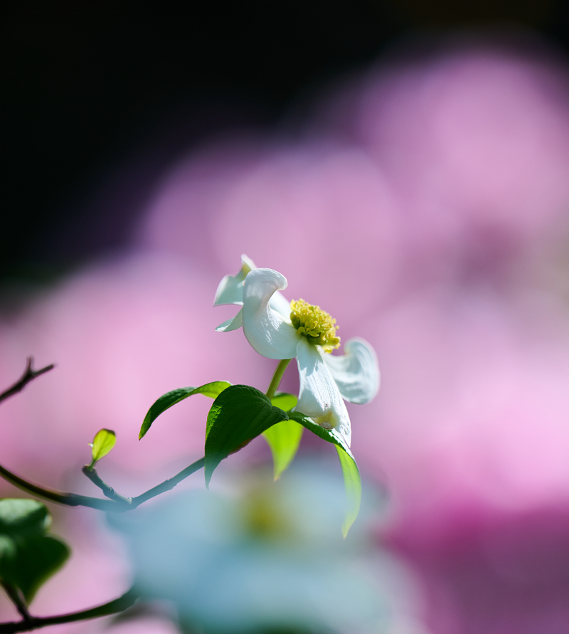 Student Contributor Articles