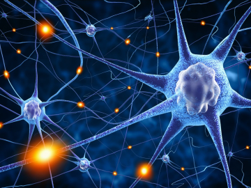 Understanding Sex-Based Differences and the Role of Bone Morphogenetic Protein Signaling in Alzheimer’s Disease