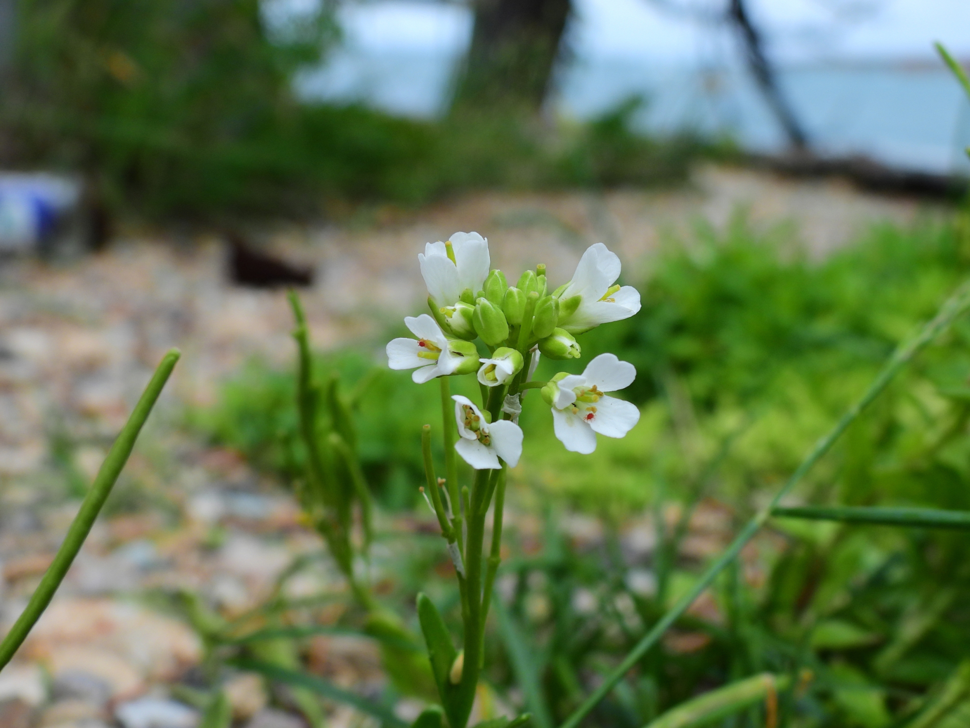 Myosin XI-1: A Key Molecular Target for Salt-Tolerant Crops