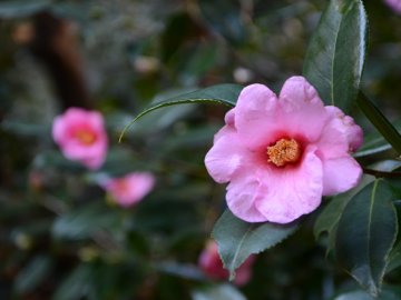 2026 Spring Vacation: Info on the Opening Hours of Campus Offices, Facilities, Libraries, and More