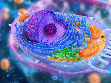 Transferring Cytoplasmic Contents and Organelles Between Living Cells