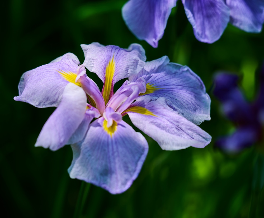 Waseda Digest Newsletter –Subscribe Here
