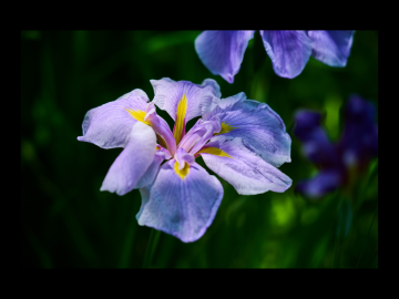 Waseda Digest Newsletter –Subscribe Here