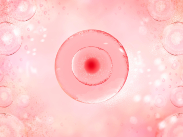 Microtubule-Mediated Granulosa Cell–Oocyte Communication and Its Role in Female Fertility