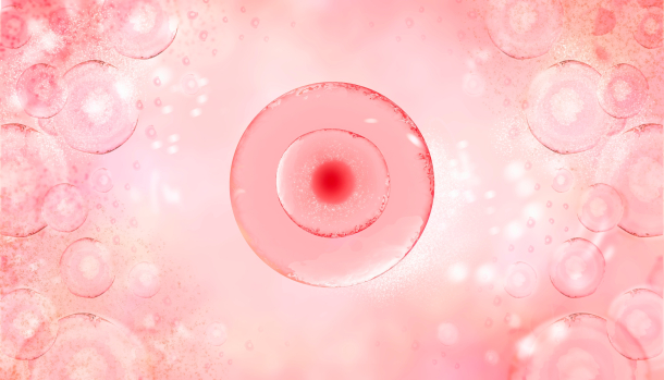 Microtubule-Mediated Granulosa Cell–Oocyte Communication and Its Role in Female Fertility