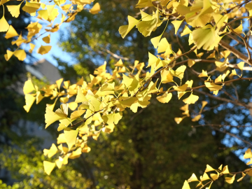 Waseda Digest Newsletter –Subscribe Here