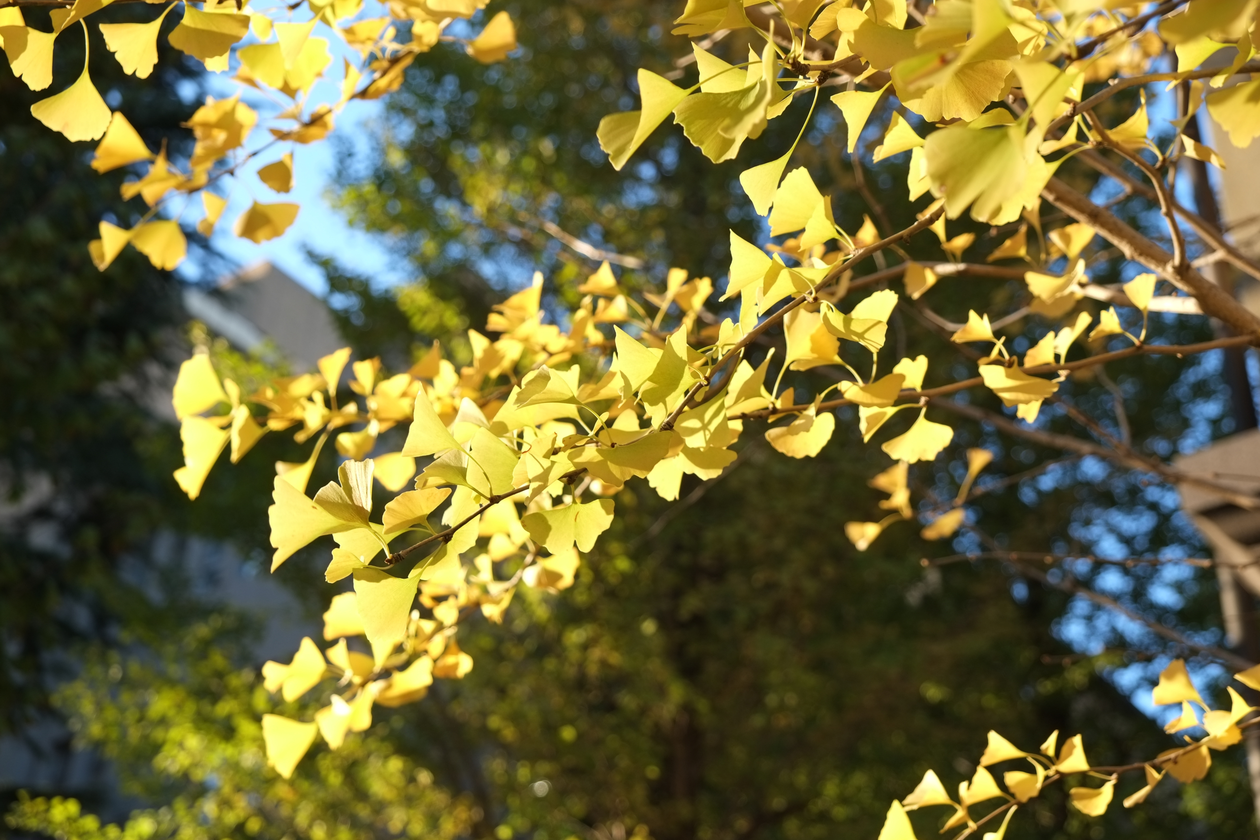 Waseda Digest Newsletter –Subscribe Here