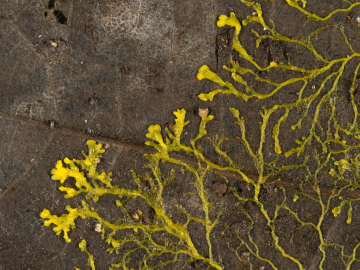 Slime Mold-Inspired Computing
