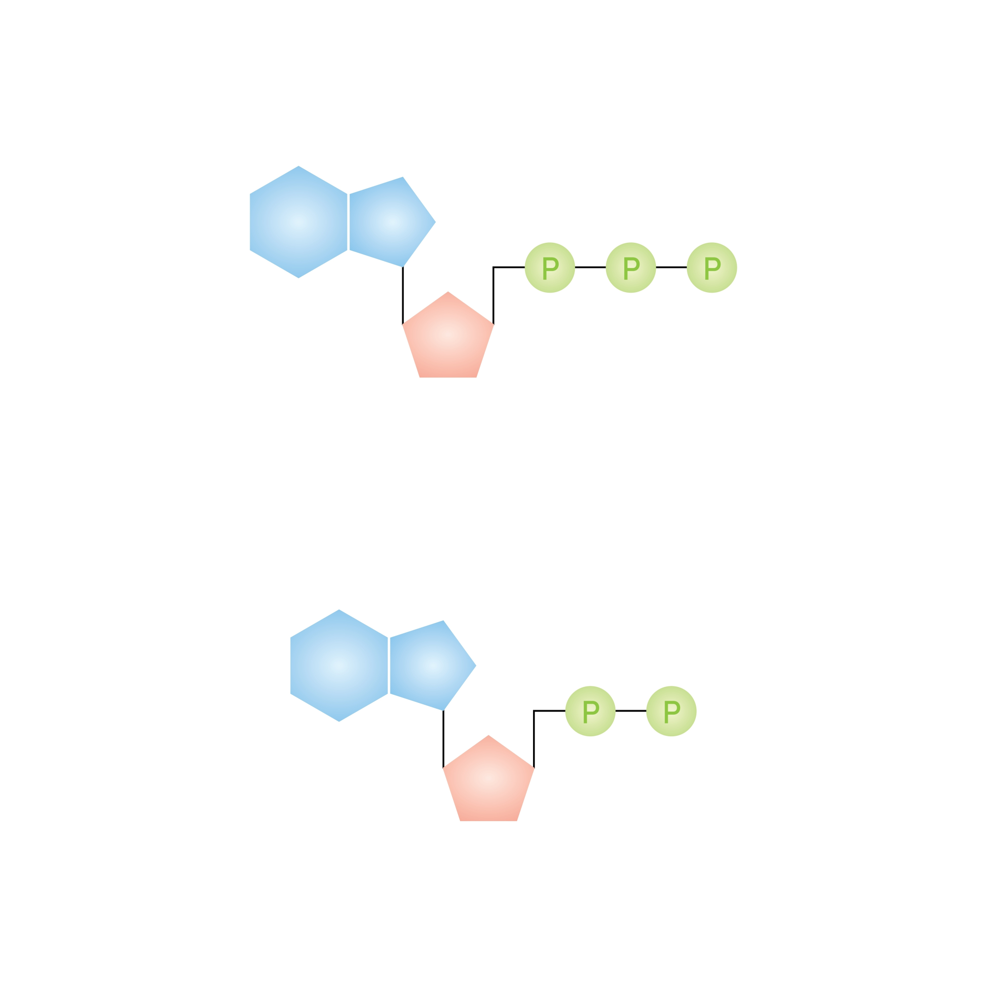 Ancestral Enzyme Redesigned with Fewer Amino Acid Types Reveals New Catalytic Possibilities