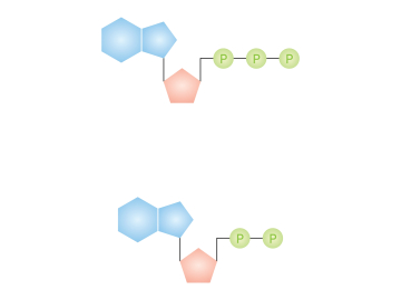 Ancestral Enzyme Redesigned with Fewer Amino Acid Types Reveals New Catalytic Possibilities